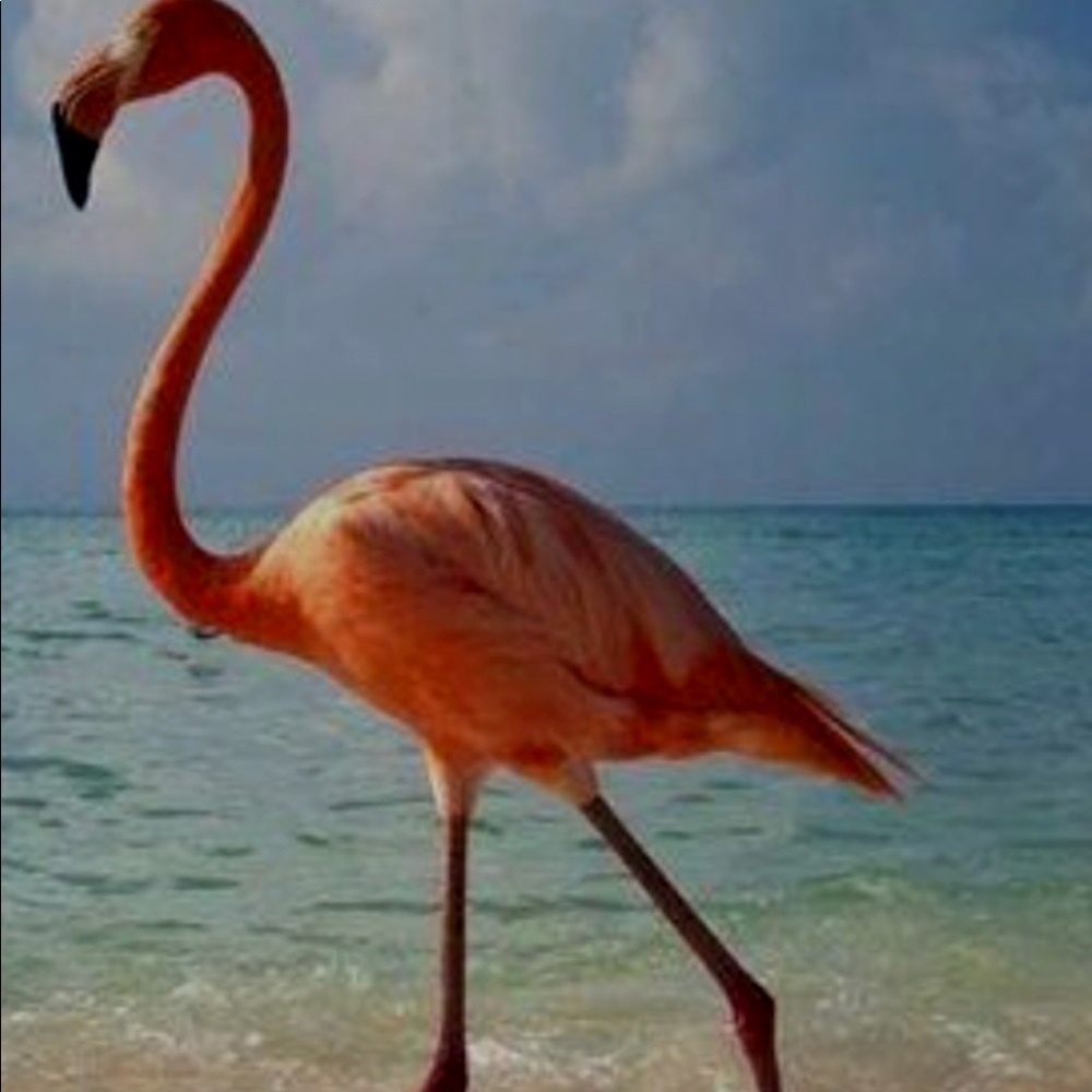 Meet your Posher, Holly